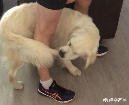 巴仙吉犬智力:狗狗会患那些“心理疾病”？