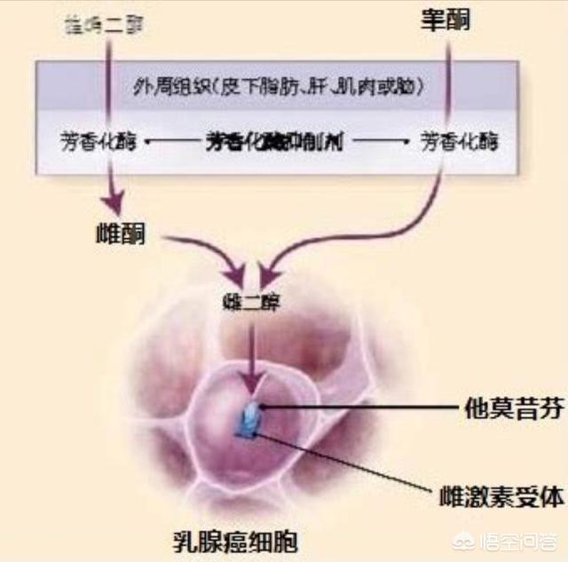 药物去势:仔猪不去势，对猪的生长有哪些影响吗？