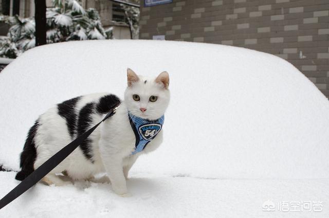 宠物猫:有什么2000以下的宠物猫适合家养？ 宠物猫的品种及价格