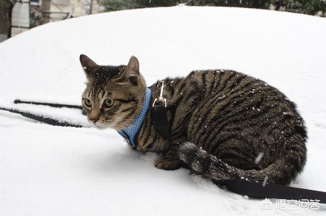 宠物猫:有什么2000以下的宠物猫适合家养？ 宠物猫的品种及价格