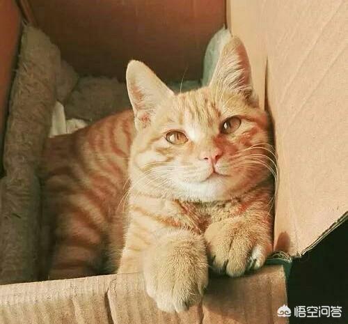 黄狸猫和橘猫有什么区别，15 橘色狸花猫和橘猫有什么不一样