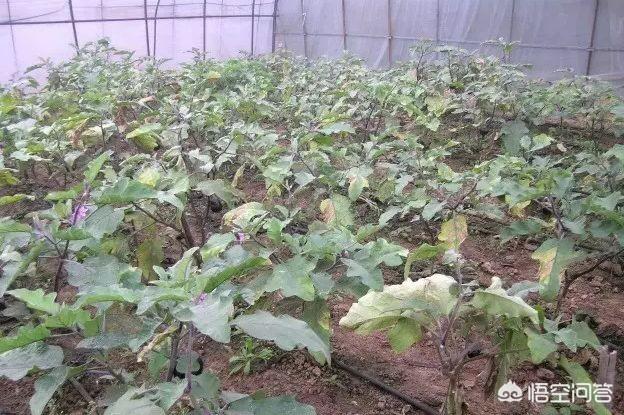 溴敌隆乳母液:蔬菜种植如何防治黄曲条跳甲？
