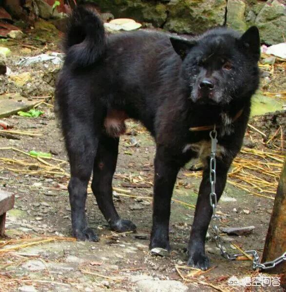 正宗青川猎犬图片:正宗太仓猎犬图片 什么样的土狗才是正宗的中华田园犬？