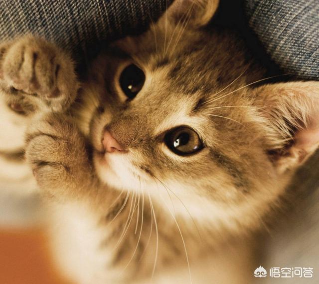 雪鞋猫的传说和性格特征:被捡回家的流浪小猫为什么惧怕出门？