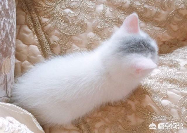 雪鞋猫的传说和性格特征:被捡回家的流浪小猫为什么惧怕出门？