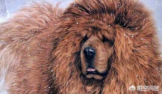 比特犬和藏獒:比特斗牛梗犬跟藏獒斗哪个厉害？