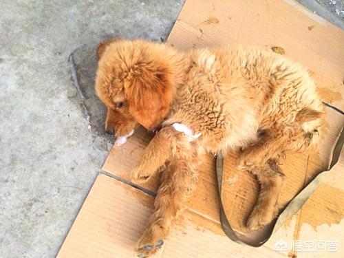 狗吃巧克力为什么会死:狗为什么不能吃巧克力?吃了会怎么样?还有什么东西是不能吃的？