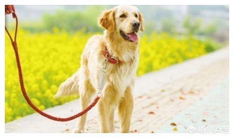 牵犬师视频:沈阳一大姐牵大型狗逛超市，左闻右看还吓着人了，你怎么看？ 牵犬师是什么职业