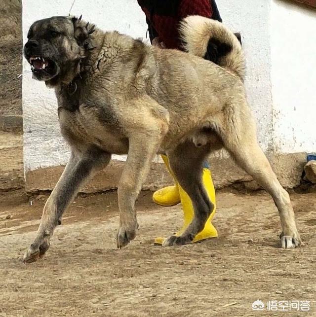 哈士奇大战藏獒壁纸:世界上有哪些品种的狗狗难以驾驭？ 哈士奇大战藏獒表情包