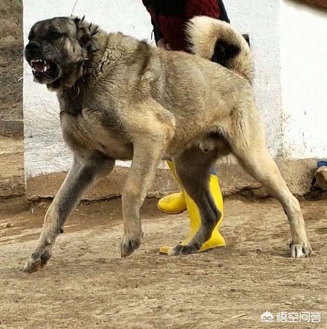 美国斗牛犬与藏獒:世界上有哪些品种的狗狗难以驾驭？