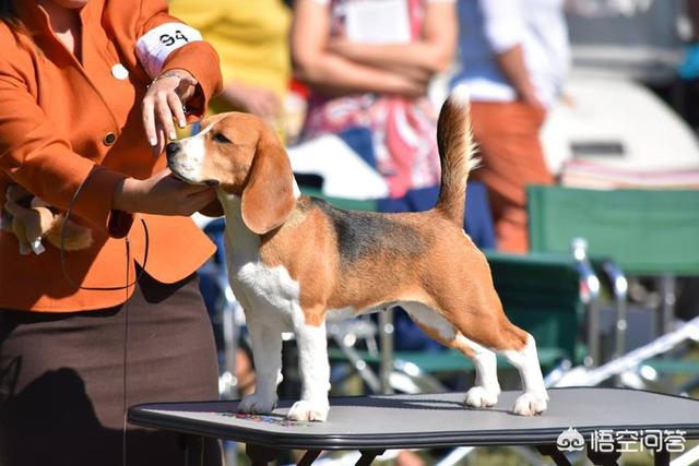 比格猎犬特点:养一只比格犬是一种怎样的体验？