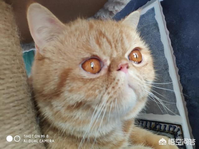 被家猫咬了:被自己家的猫抓破了一点，需要打针吗？