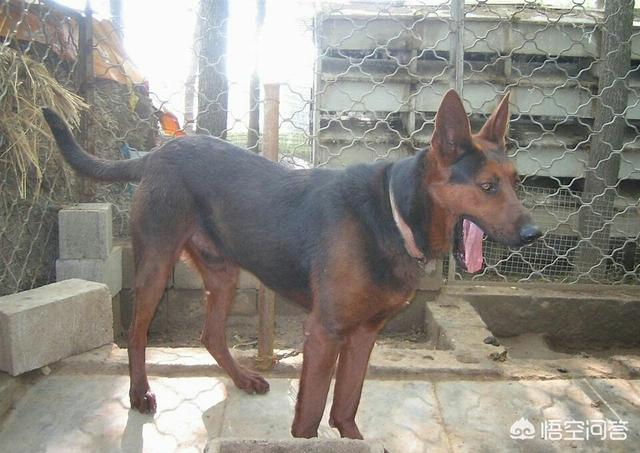 莱州红犬名字大全霸气:我国的莱州红犬还多吗？价格多少钱？