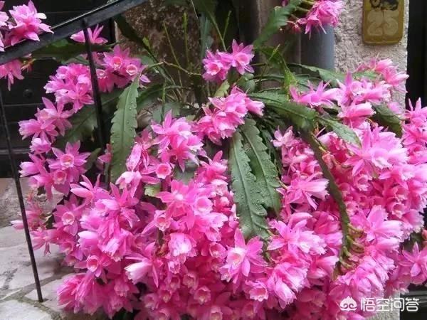 令箭荷花花芽:嫁接的令箭荷花为什么开不了花？