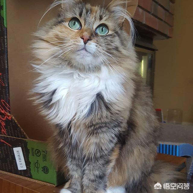 斯芬克斯猫价格:猫总掉毛，吃点什么比较好？