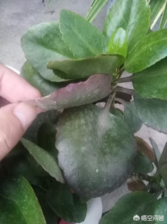 长寿花叶子变软了有红边,叶片上有黑斑,有办法可以解决吗?