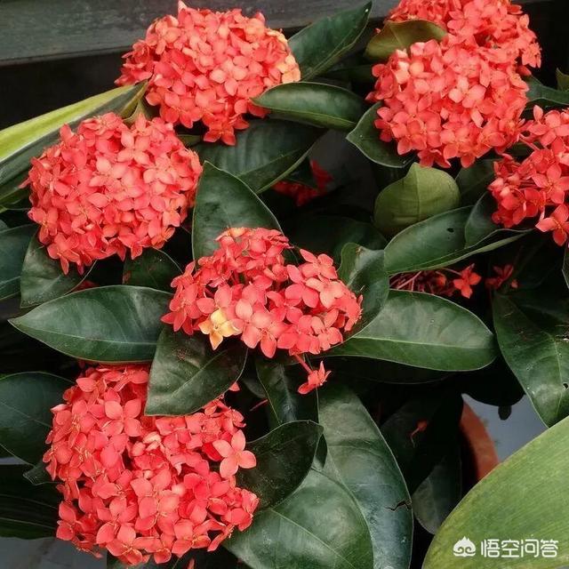 泡叶龙船花:卷叶龙船花 龙船花叶片干枯，该如何是好？