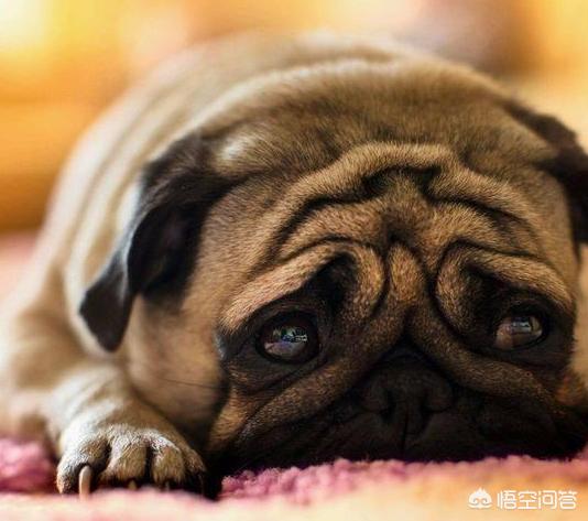 南京巴哥犬论坛:巴哥犬不爱吃狗粮应该怎么办？