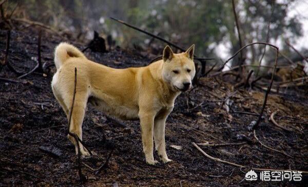 秋田犬币:“中华田园犬”到底是不是一个犬种？