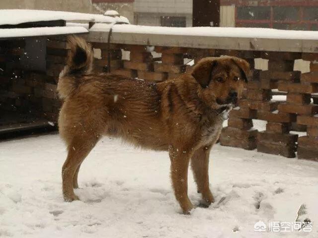 秋田犬币:“中华田园犬”到底是不是一个犬种？