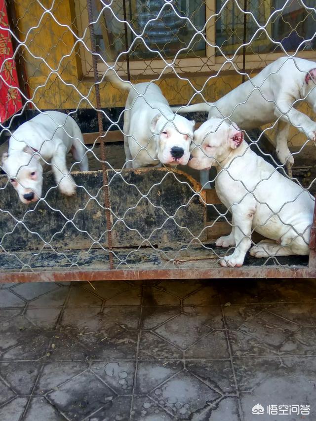 德系大丹犬舍:犬舍如何进行种犬的选择？