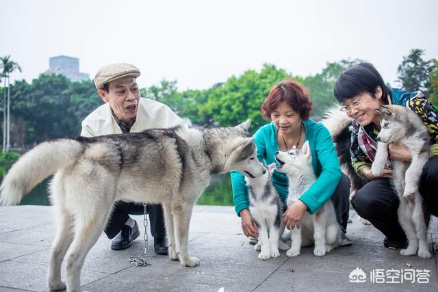 老人遛狗不牵绳过马路:遛狗不拴绳，是否应该拘留？属不属于危害公共安全？