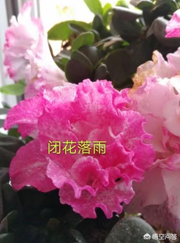 杜鹃花如何养？插图90