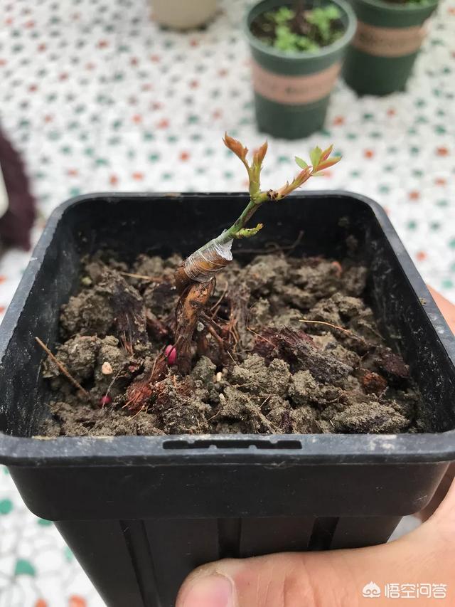 欧洲月季花品种介绍:月季花品种介绍大全 这是什么品种藤本欧洲月季？