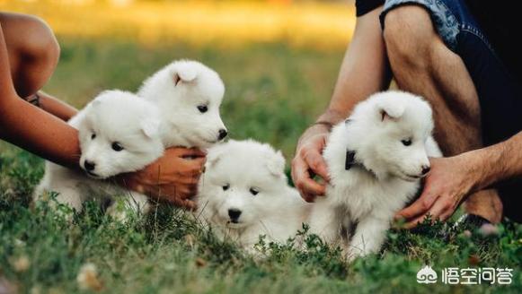 怎么挑选健康的萨摩耶幼犬:萨摩耶的幼犬应该怎么挑选？