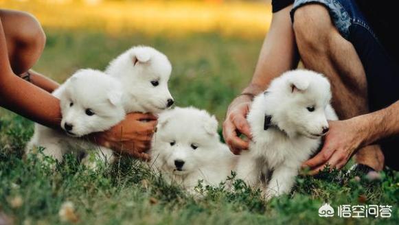 怎么挑选健康的萨摩耶幼犬:如何给萨摩耶幼犬选择合适的玩具？ 萨摩耶幼犬怎么挑选