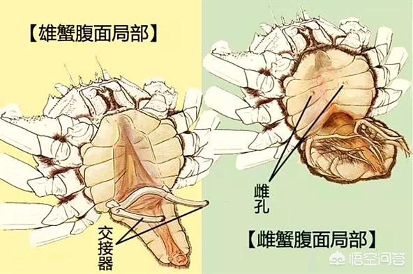 正直爱洁蟹价格:大闸蟹公的好还是母的好？