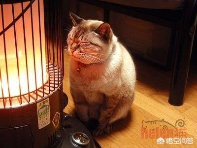 头条问答- 猫最舒服时，表现的状态是怎样的？(阿喵小姐姐阿的回答，0赞）