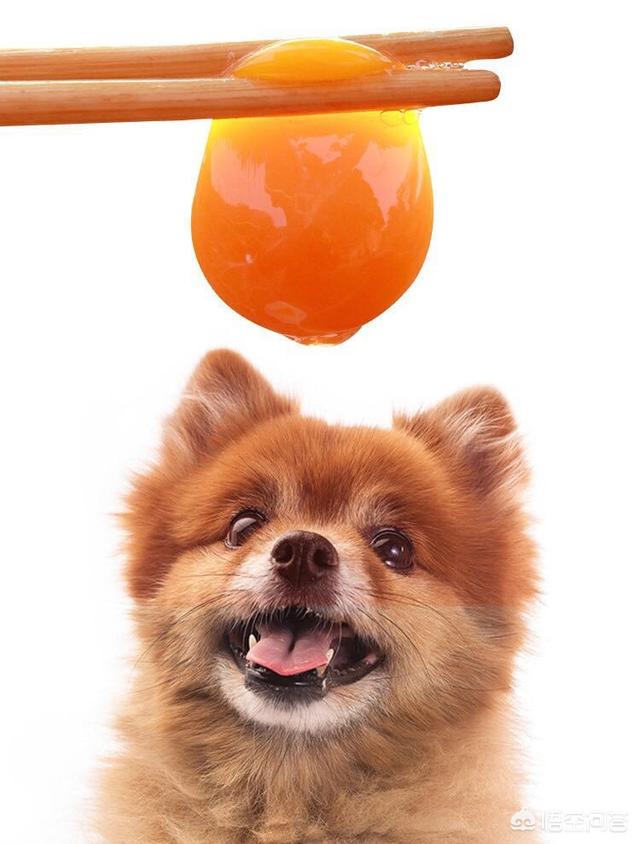 美系金毛犬图片素材大全:我家金毛是美系还是英系？ 金毛犬图片大全唯美