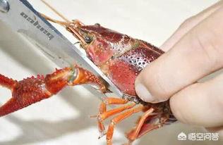 如何弄小龙虾才干净，小龙虾自己做干净吗