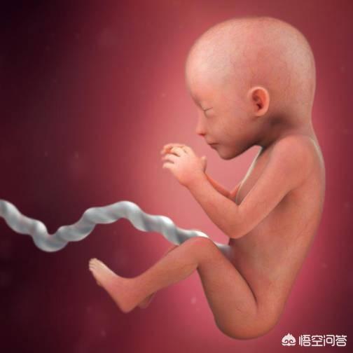 怀孕两个多月时，胎儿长什么样？