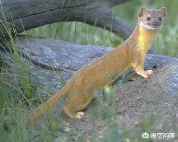 搜花狸猫游戏社区:养一只狸花猫是种什么样的体验？