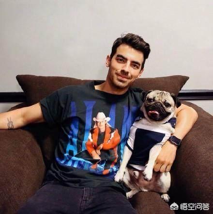 成年母巴哥犬怎么养:母巴哥犬发情症状 巴哥犬好养吗？有什么优缺点？