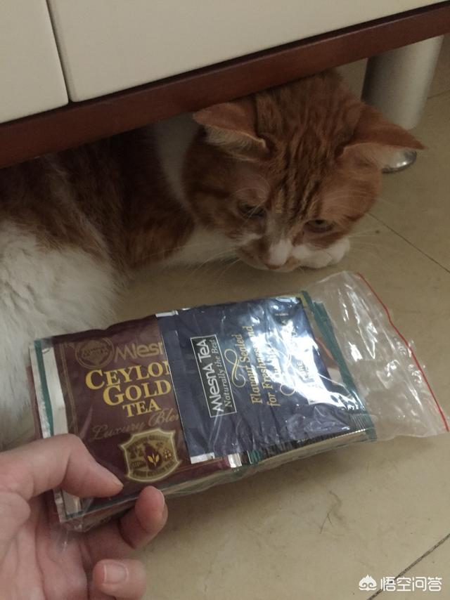 流浪猫对人类的危害大吗 你怎么看么 养猫界小编的回答 头条问答