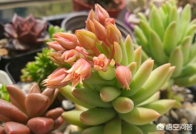 王玉珠帘图片:多肉植物千佛手怎么养谁比较懂？哪位网友晓得？