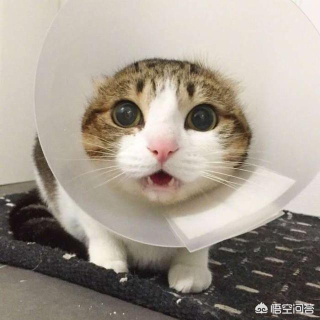 喵星人指甲劈开会不会很痛，养猫不给猫剪指甲会发生什么？