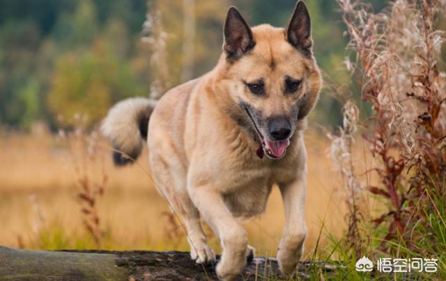 俄罗斯猎狼犬:俄罗斯的本土犬种有哪些？