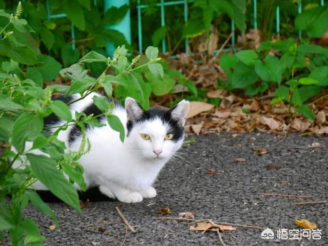 野猫驯养法:野猫驯养法百度云 流浪猫都是如何生存下来的？