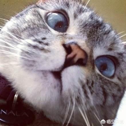 不小心被家猫抓伤有一点点划伤:被家里小猫抓出血了，需要打狂犬疫苗吗？