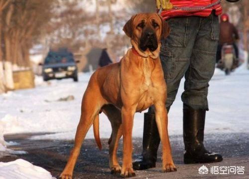 威玛猎犬打野猪怎么样:同体型下，世上的哪种狗可以打得过我国的川东猎犬？为什么？