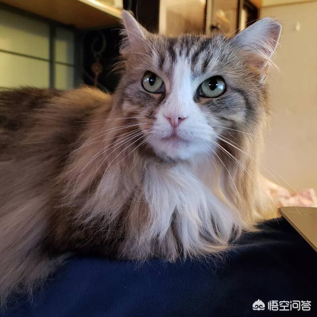 go猫粮的猫不吃:吃了猫粮的猫为什么不愿吃别的东西？是怎么回事？