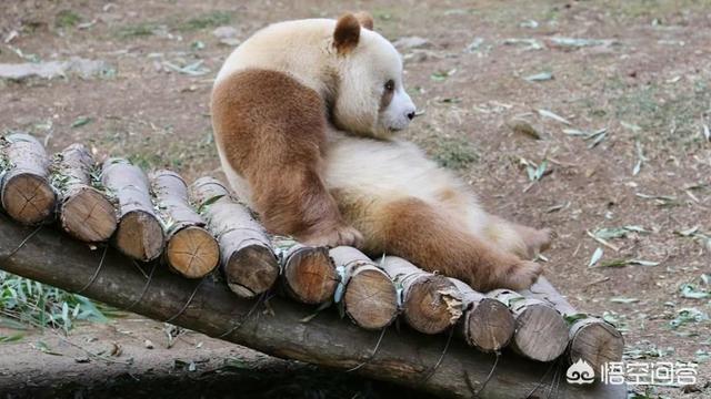棕色大熊猫被欺负:秦岭棕色的大熊猫特别珍贵吗？为什么？