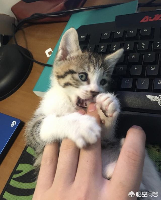 美国卷耳猫:五个月多的猫总是想咬主人怎么办？
