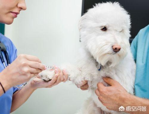 幼犬狗粮怎么泡:狗粮要怎么喂，需要开水泡开吗？ 比熊幼犬狗粮怎么泡