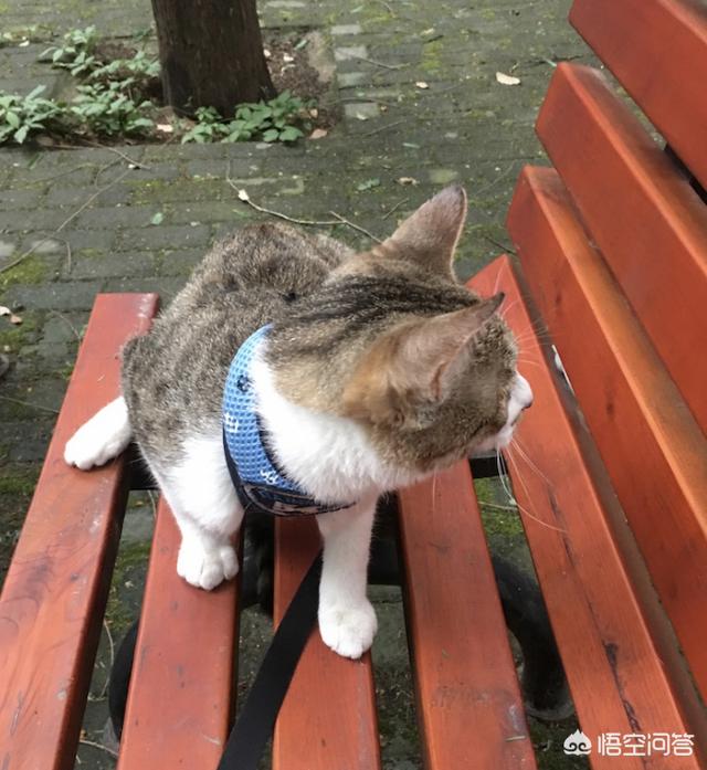 猫图:大家有没有用过自家猫咪图片做手机壁纸？ 猫图片大全可爱图片