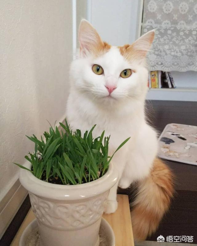 怎么给猫猫吃驱虫药:收留了一只流浪猫，要怎样给它驱虫？有哪些注意事项？